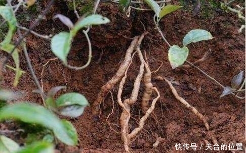 植物|农村山上的这种植物, 外形像人参, 药理作用强,可以强身健体