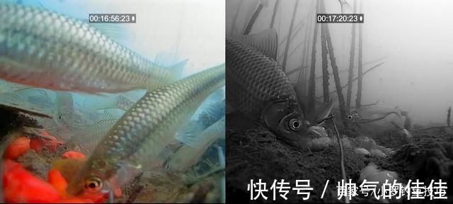 初冬季节,白天好钓鱼还是晚上好钓鱼