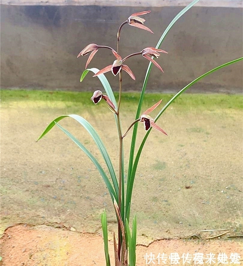 花瓣|此兰花是我国“独有”,古香古色,花姿修长而清瘦,不输名贵品种