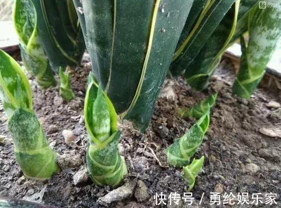 施肥|养虎皮兰时,盆里加2种东西,30天钻出钢芽,侧芽嗖嗖