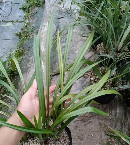 笑兰花|此兰花开双色，香气浓郁，花量极多，一杆能开十几朵，值得珍藏