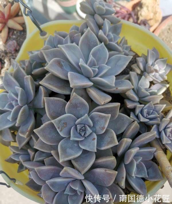 繁殖|2种普通又皮实的多肉,枝叶旺颜色美易繁殖,养好了一样是精品