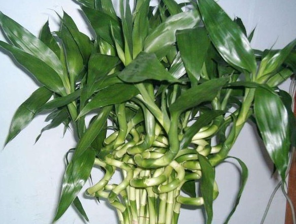 药片|富贵竹一黄叶就死赶紧用这“2种药”,养上10天,绿芽冒不停!