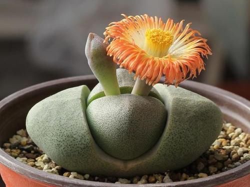 外形酷似元宝的多肉帝玉,入手一颗奇特的双头,盛开的花朵大而美