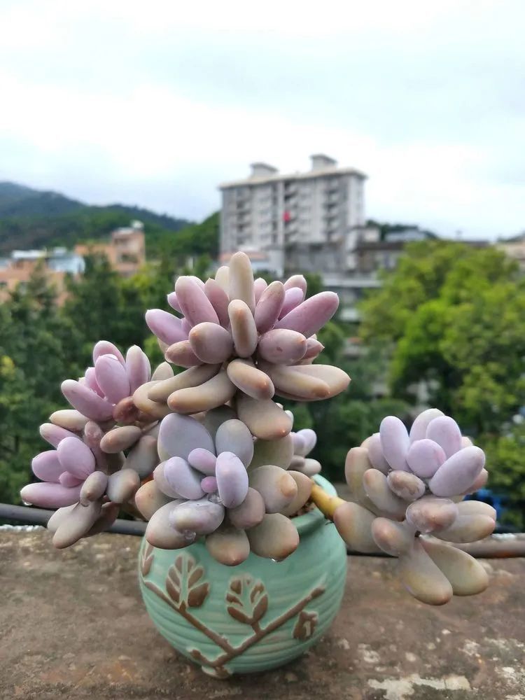 养肉三年，分享养肉经验，谈谈适合逆开挂区的多肉！