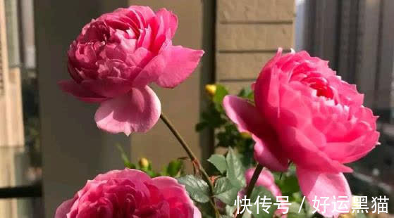 月季花|入秋养月季，首选这5种，耐热耐寒性都不错，关键抗性强，开花美