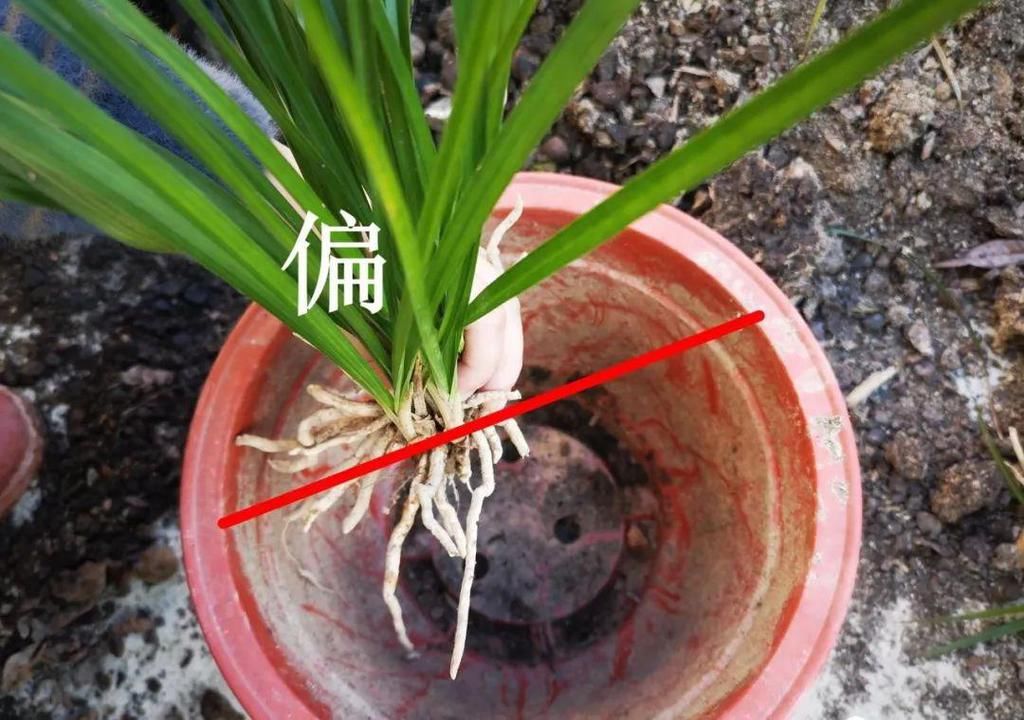  兰花怎样上盆？一提二偏三高，兰花成活很容易