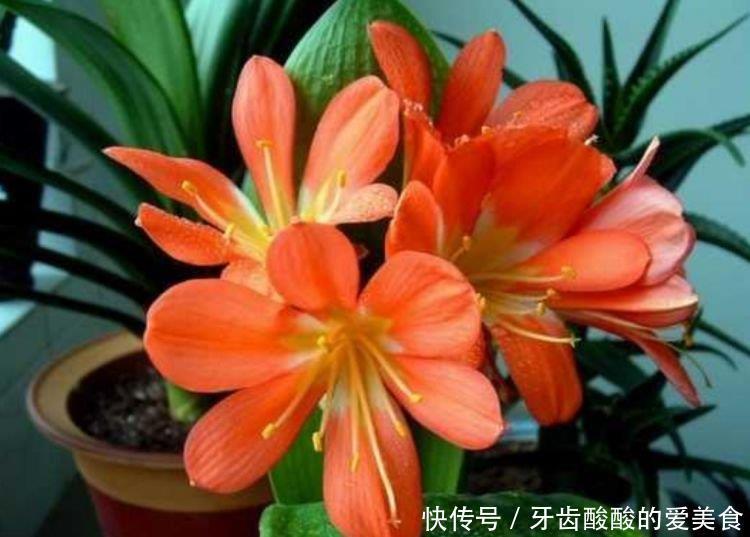 4种花是爆盆能手,好养易活,春天必须来一盆,个个开花大