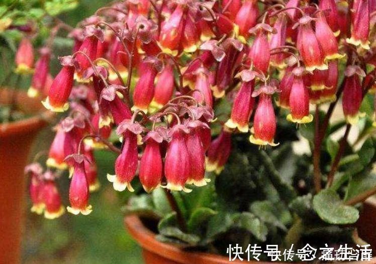 冬天养此几款植物，好养易打理，花色柔美，全年开花不断
