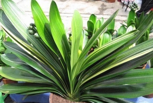 根系|君子兰黄叶、烂根、叶片歪斜、不开花等常见问题，该怎样办