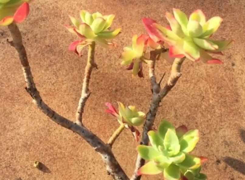 多肉薄化妆怎么养殖快速形成老桩,掌握5个方法,脱变完美老桩