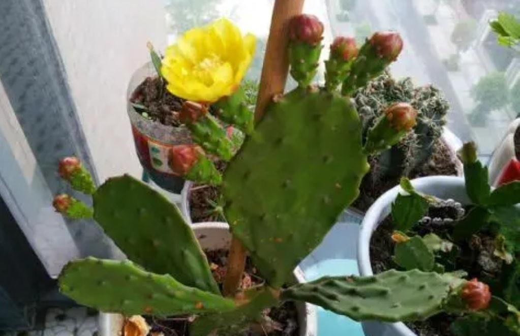 5种植物夜间释放氧气,净化空气环境,卧室也能养