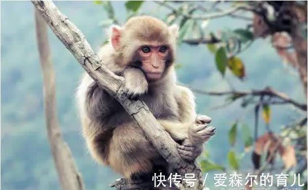 庚申猴|生肖猴：以下4个年份出生的“猴猴猴”天生上等命，看看你家有吗