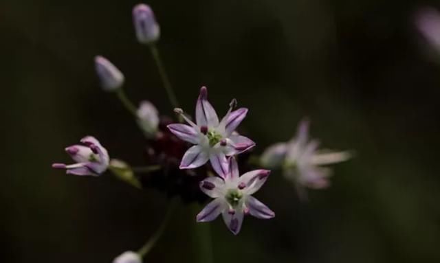 王桢|农村''似蒜非蒜''的野菜，实质上为名贵药材，不要傻傻的拿来吃了