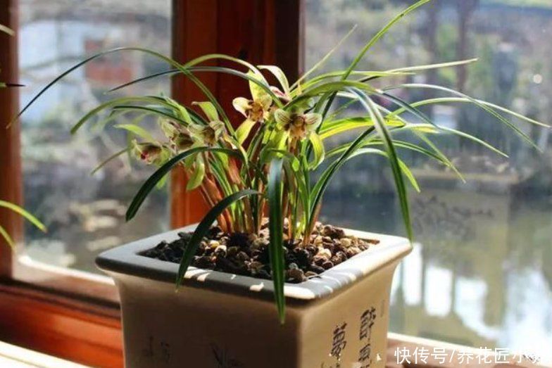 多菌灵|买到兰花上盆,“一剪一泡”不能少,栽上才能根系壮,不烂根