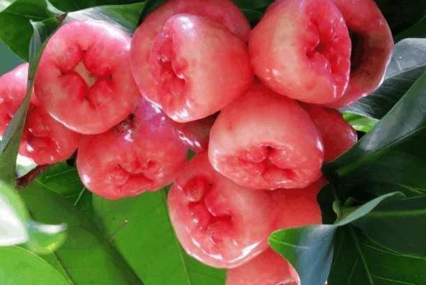 海巴戟|4种少见的水果,我只吃过第一种和第三种,全部都吃过的就厉害了