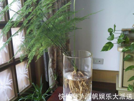 维生素c|家庭养文竹,用对这3样东西,根叶越长越旺盛繁茂