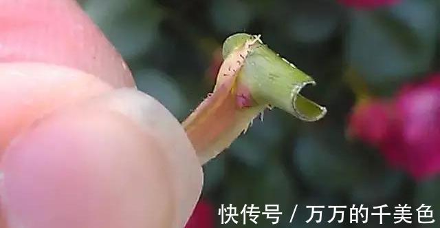 成就感|月季界的新宠,手把手教你制作树状月季,自己动手更有成就感