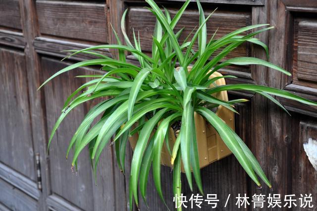 紫竹梅|3种吊兰别这么养,不然疯长爆芽,控制不住!