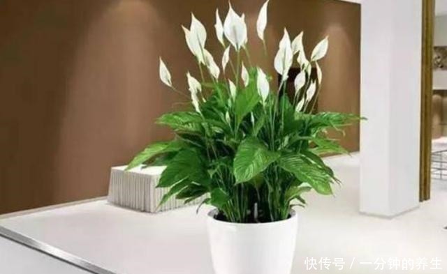 春夏养殖白掌,三个要点掌握好,枝叶青翠,花开不断!