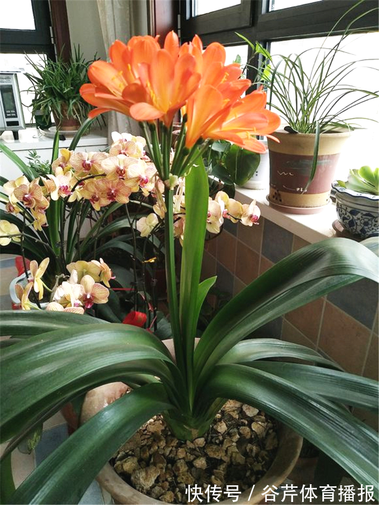 5种漂亮的花,适合养在家里,好养又吉祥,光照少一些也能长得好