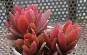 光照|此款多肉,适合新手养,不怕你虐,越虐越漂亮