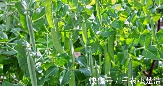 荷兰豆|荷兰豆容养颜、减肥瘦身，农民种植只需四点，收获高产优质荷兰豆