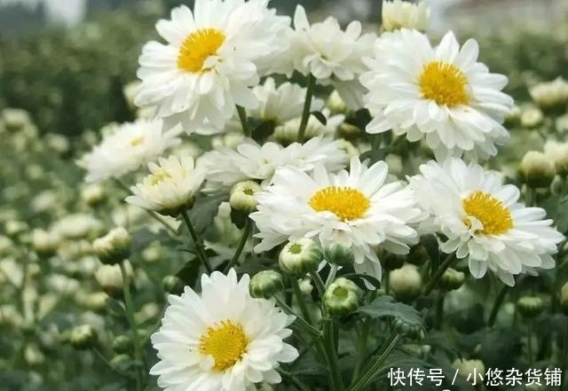 这3种花，适合老人养，好处多还能帮健康大忙！