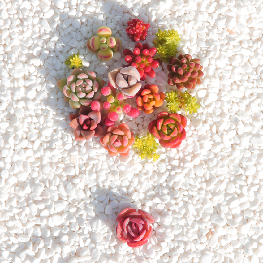 几种''萌神级''多肉,让你爱不释手,很适合养在家里