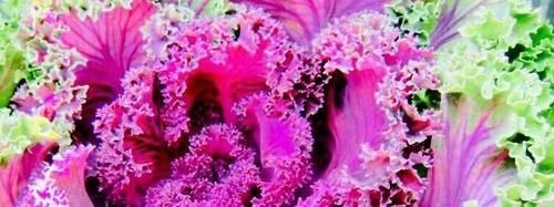 女人想健康,建议吃几种食物,净化血液,提高免疫力,气色更好