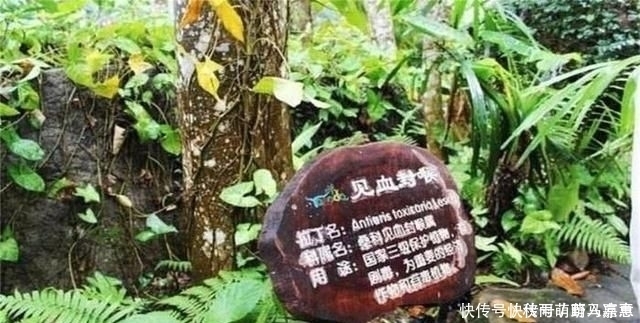 堪称世界之最的6种树木,最贵、最毒、最硬都在中国境内