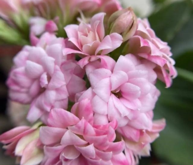 75个长寿花品种，一个比一个美，一起来认识一下吧！