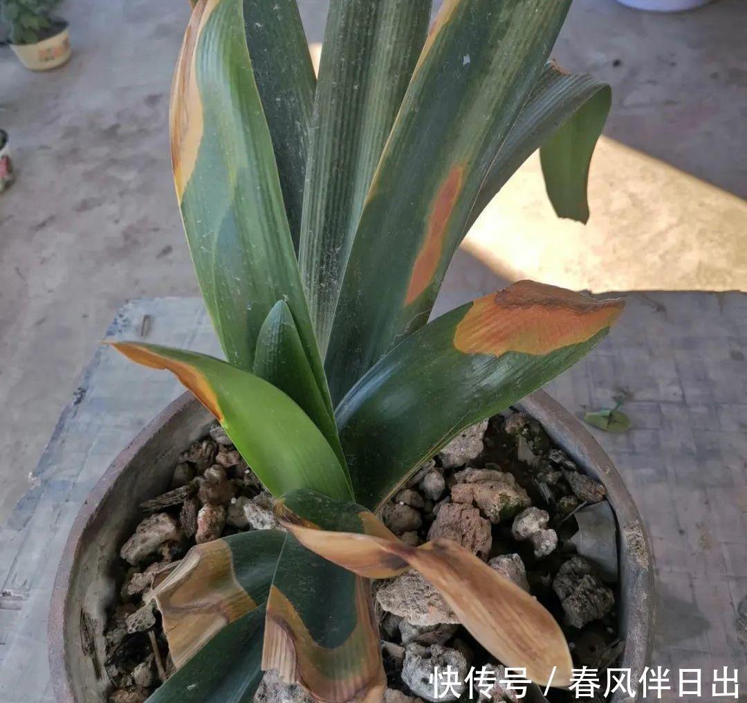 休眠|5种漂亮花,夏天“便宜”也别买,高温养不活,白花钱了