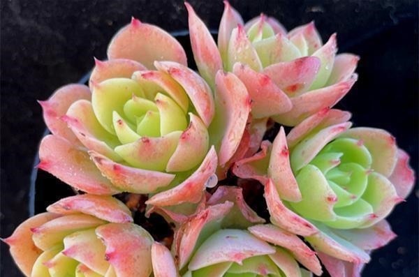 公认比“玫瑰花”漂亮的7种多肉,山地玫瑰落榜,这3种得票最高