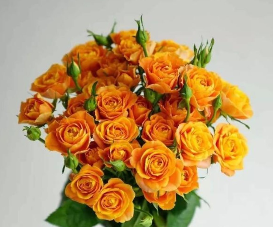 喜欢菊花，不如养“珍品玫瑰”果汁泡泡，似橘子果汁，色彩明快