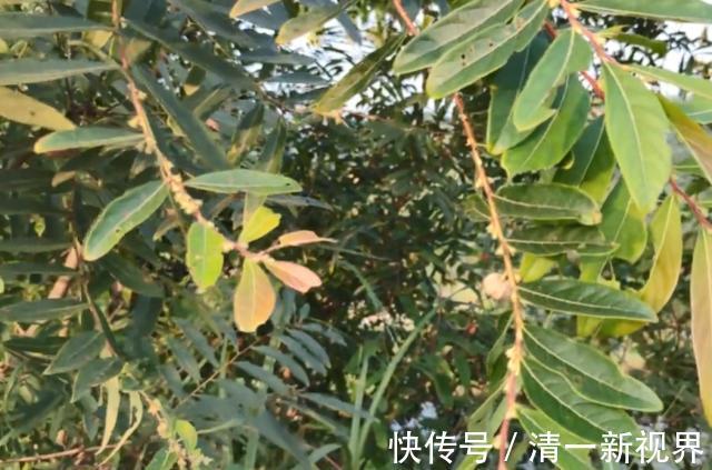 馒头果|没想到这种果子是治牙痛良药,城里药店买不到,在农村却无人摘