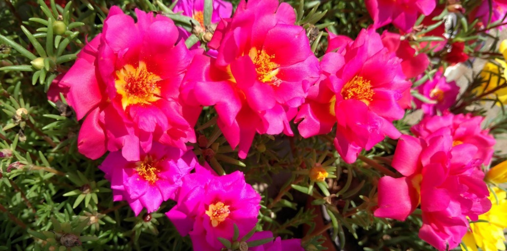 花友最喜欢的四种花卉,沾土就活好养护,开花爆盆很简单!