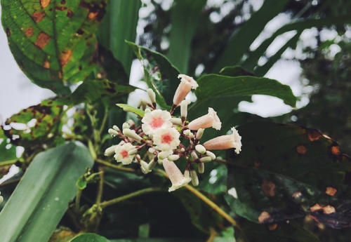 耽误|被名字耽误的美食，这里的人用“鸡屎”祭祀神明