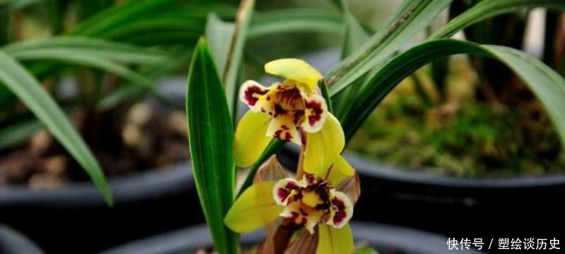 成全|郑板桥信手拈来的一首诗,题写在自己画作上,成全了兰花的美名!