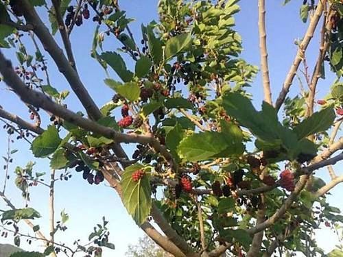 采摘|这种没皮没核的野果,古人称它为“肾之果”,5月错过它太可惜