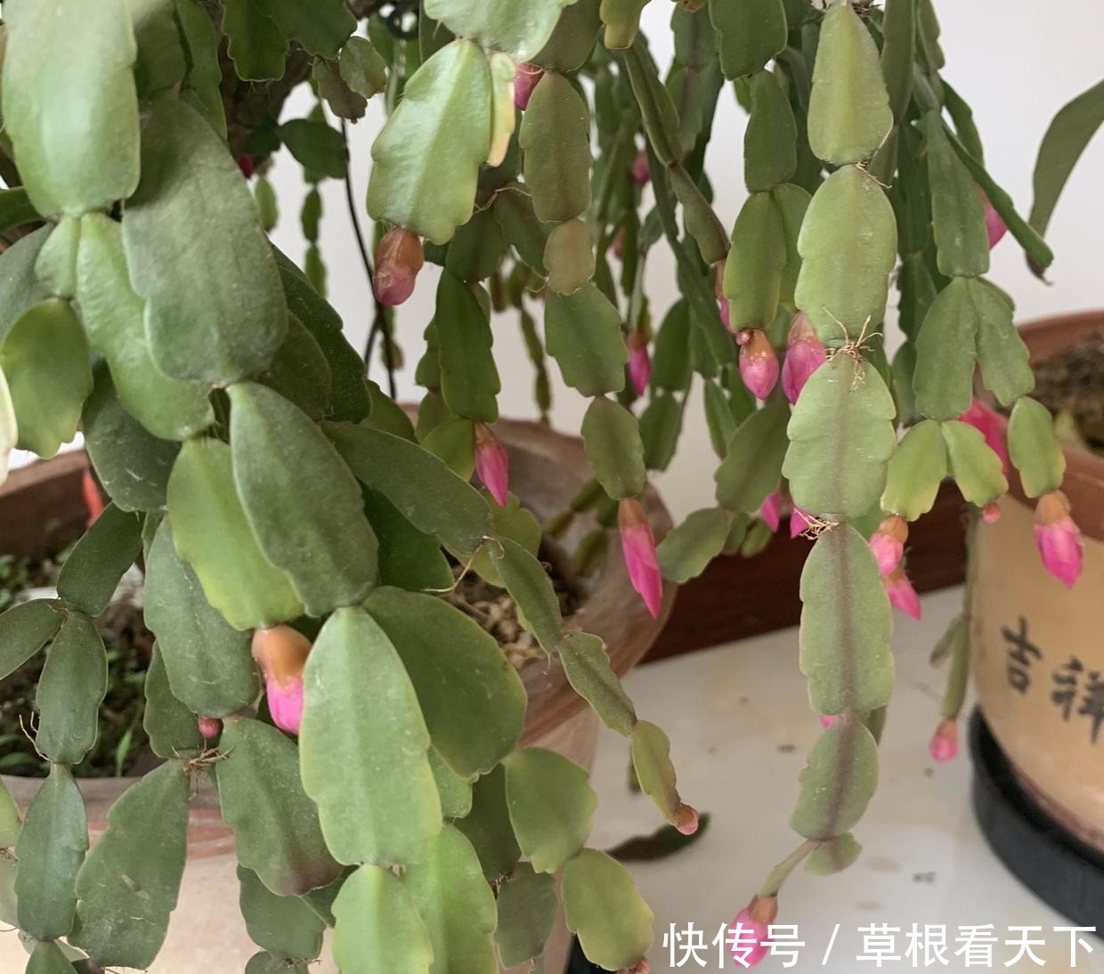 刘大娘养的蟹爪兰,10年时间,长成“蟹爪兰树”,开出花苞雨