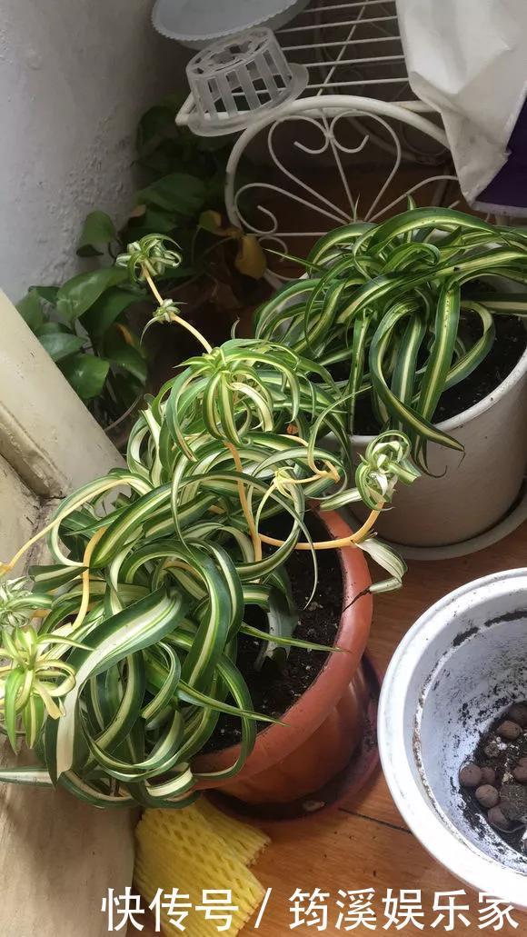 绿萝|4种花爱“吃土”,1年不换盆,盆里全是根不见土,换盆才能长好