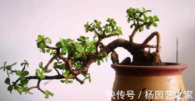 养金枝玉叶盆景，光浇水施肥没用，得会修剪才行，枝叶一少价值高