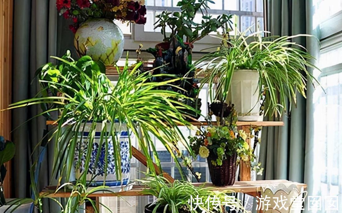 在家中这三个地方乱养花,说了也不听,难怪植物黄叶又烂根