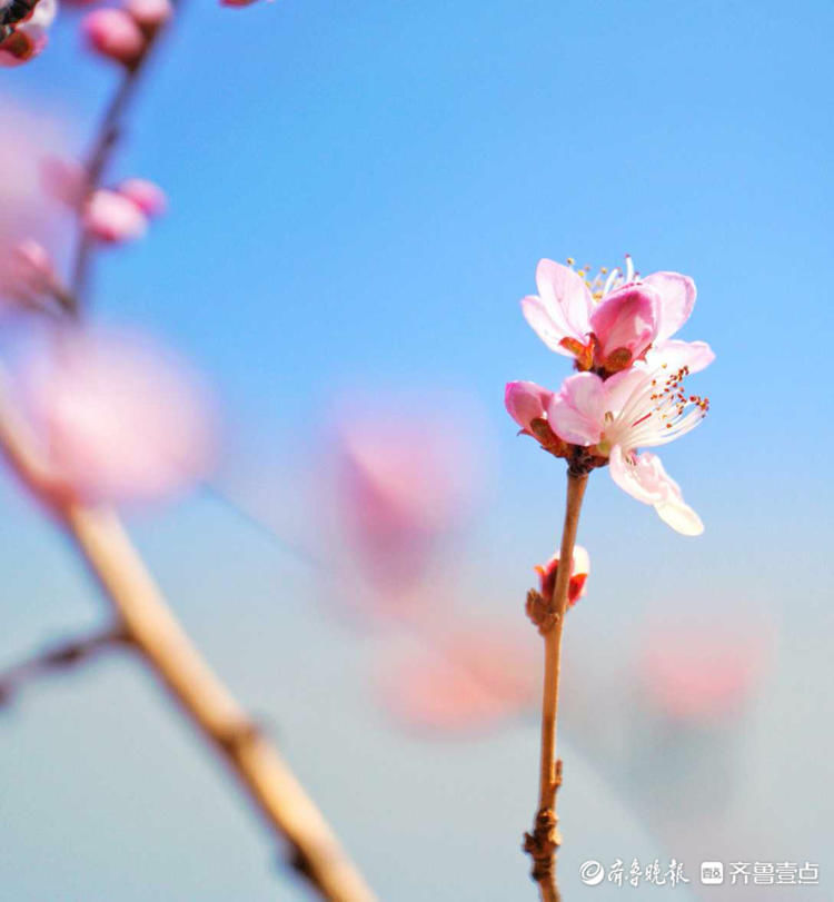 花意争春！济南千佛山公园的梅花，暗香袭来|就地过年?春在身边| 花意争春！济南千佛山公园的梅花，暗香袭来\＂,\＂i10\＂:\＂就地过年?春在身边