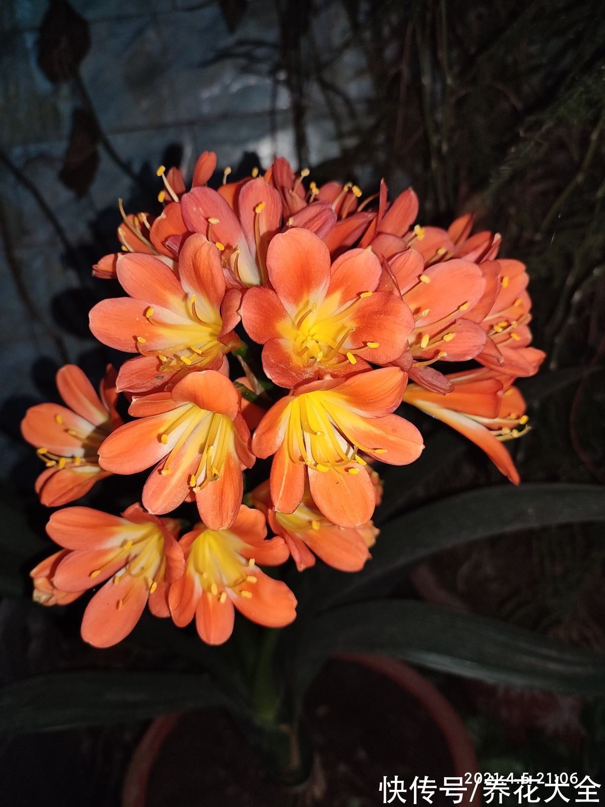 认清君子兰“2个信号”，花箭嗖嗖向外拔，开春就呼呼开花