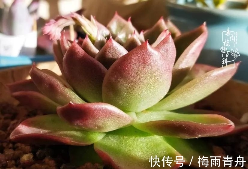 爱上多肉:何须浅碧轻红,自是花中一流!