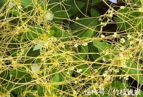 成骨细胞|菟丝子作为一种中药材,功效作用竟然有十多种不止!在乡下到处有