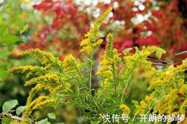 外来物种入侵济南！“加拿大一枝黄花”现身平阴河边