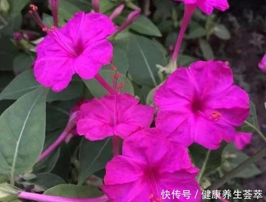 路边捡一把“小地雷”，撒盆里窜出满阳台的紫花，不花一分钱！